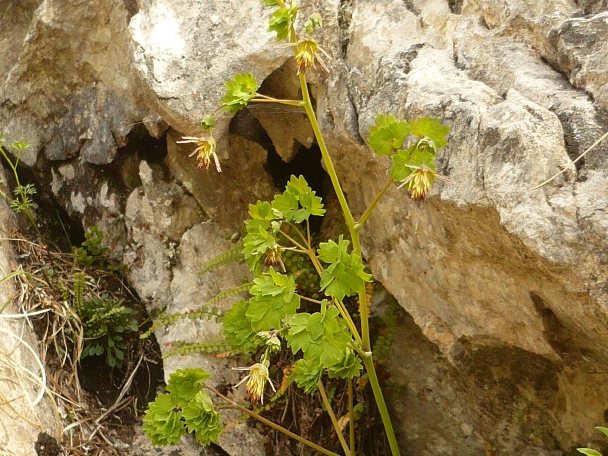 Thalictrum macrocarpum (Ranunculaceae)